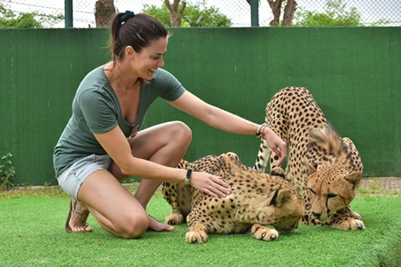 Tiger Kingdom